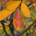 Lagerstroemia indica 'Benoit' - herfst