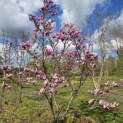 Magnolia 'Susan' - 1