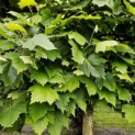 Platanus hispanica - 3