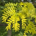 Gleditsia triacanthos 'Sunburst' - Foto 1