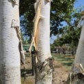 Betula utilis 'Doorenbos' - 6