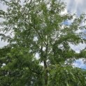 Gleditsia triacanthos ‘Inermis’ - Foto 2