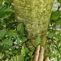 Fagus sylvatica - 4