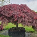 Acer palmatum 'Garnet' - 1