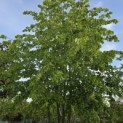 Tilia x europaea 'Pallida' - Foto 2