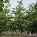 Styrax japonicus - 2