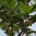 Arbutus unedo - 2