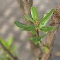 Arbutus unedo - 3