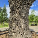 Quercus Suber - 5