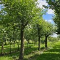 Pterocarya Stenoptera - 1