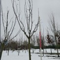 Malus domestica 'Red Elstar' - 1
