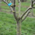 Malus domestica 'Red Elstar' - 3