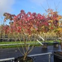 Liquidambar styraciflua 'Gum Ball' - 1