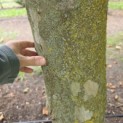 Platanus hispanica - Foto 3