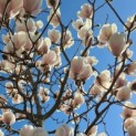 Magnolia soulangeana 'Manchu Fan' - 963
