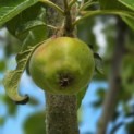 Malus domestica 'Red Elstar' - 2