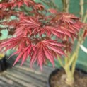 Acer palmatum 'Trompenburg' - Foto 5