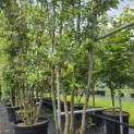 Quercus ilex - 1