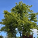 Acer palmatum - Foto 5