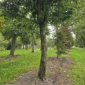 Acer campestre - 2