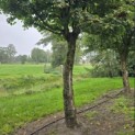 Acer campestre - 3