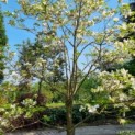 Cornus florida - Afbeelding 7