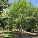 Pterocarya Stenoptera - juli 2026 locatie Beek
