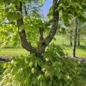 Fagus sylvatica - 3