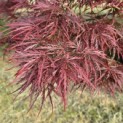 Acer palmatum 'Garnet' - 4