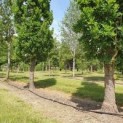 Quercus robur 'Fastigiata', zuileiken