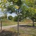 Gleditsia triacanthos ‘Sunburst' - Foto 3