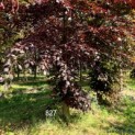 Fagus sylvatica 'Atropunicea'