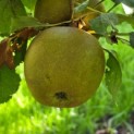 Malus domestica 'Schone van Boskoop' - Foto 1