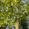 Ginkgo biloba 'Horizontalis' - Foto 4