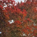 Acer palmatum 'Atropurpureum' - Foto 10
