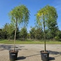 Sophora Japonica 'Pendula' - 5