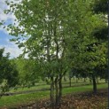Platanus x hispanica - 6