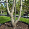 Parrotia persica - 1