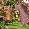 Parrotia persica - 1