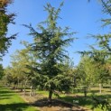 Cedrus libani - 7