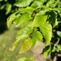 Carpinus Caroliniana - 1