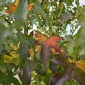 Liquidambar styraciflua - 4