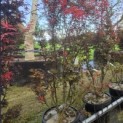Acer palmatum 'Skeeter's Broom' - Foto 5