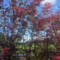 Acer palmatum 'Skeeter's Broom' - Foto 6