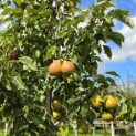 Pyrus c. 'Gieser Wildeman' - 1