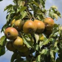 Pyrus c. 'Gieser Wildeman' - 2