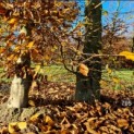 Carpinus betulus