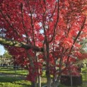 Acer palmatum 'Skeeter's Broom' - 3