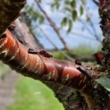 Prunus serrula - 3