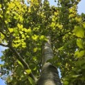 Fagus sylvatica 'Atropunicea' - 2